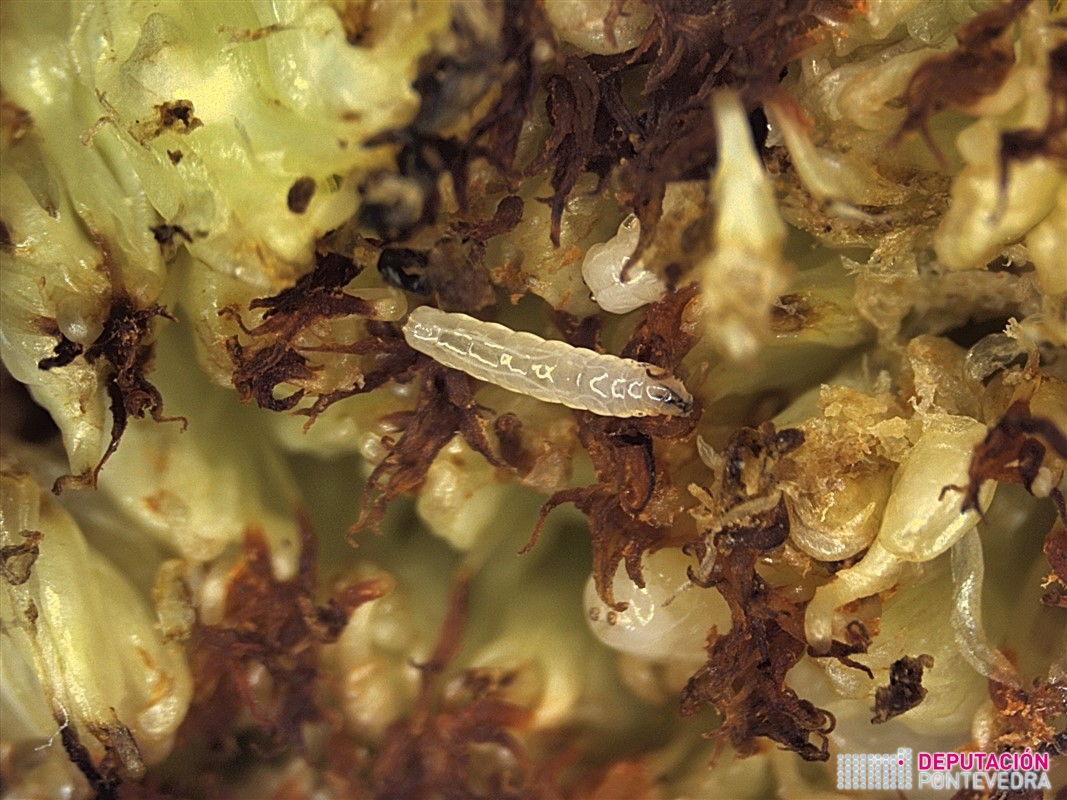 Larvas diptero en interior de figo.jpg